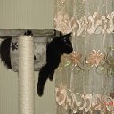 ���� �������, ���������, 49 ��� - ��������� 4 ����� 2011 � ������ �Magnificent�