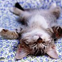 ���� ������, ������ ����� - ��������� 17 ������� 2011