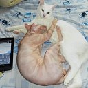 ���� �������, ���������� ����� - ��������� 19 ������ 2013 � ������ �������