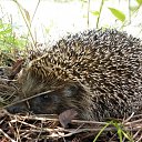 ���� �������, ���������, 69 ��� - ��������� 18 ������� 2011 � ������ ����