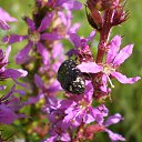 ��� ��������� ������� - Oxythyrea funesta �� ������� ���� ����������