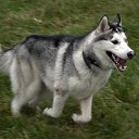  Angel, , 39  -  16  2010   