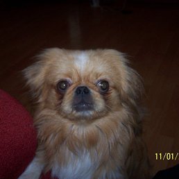 �����, �����-��������, 26 ���