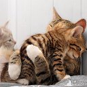 ���� �����, ������������, 50 ��� - ��������� 22 ���� 2012