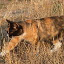 ���� ����, ������, 25 ��� - ��������� 17 ����� 2012 � ������ �Avataria�