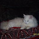 ���� ������, �����, 43 ���� - ��������� 7 �������� 2012 � ������ ���� ���������� ������