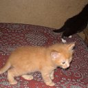 ���� ���������, ������ ��������, 46 ��� - ��������� 28 ������ 2009 � ������ ���� ��������: ������ � �����