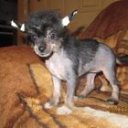 ���� �����, ������, 59 ��� - ��������� 27 ���� 2011 � ������ �PetLove�