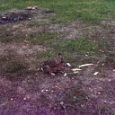 ���� ��������, ��������� - ��������� 21 ���� 2011 � ������ �������