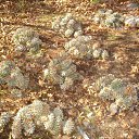  Wit, , 59  -  3  2009    -  