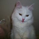 ���� �����, ������ ��������, 57 ��� - ��������� 20 �������� 2010 � ������ �������