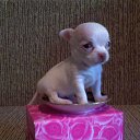 ���� ��������, ������, 63 ���� - ��������� 17 ������ 2012