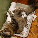 ������ ���������. �� ������� ���������� (����)�