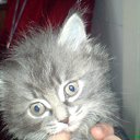 ���� ������, �����������, 36 ��� - ��������� 4 ������ 2010 � ������ ��������� ��� � ���� ������