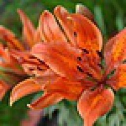 ����������, ������, 69 ���