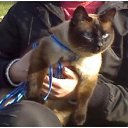  Agnia,  -  4  2011   PetLove