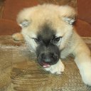 ���� ������@, �����������, 21 ��� - ��������� 14 ������ 2012