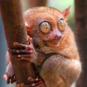 ���� Papuas, ������, 27 ��� - ��������� 10 ���� 2009 � ������ �������