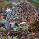 ���� Cherry, ������, 41 ��� - ��������� 8 ����� 2010 � ������ �������