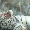  , , 41  -  2  2013   ~  ~