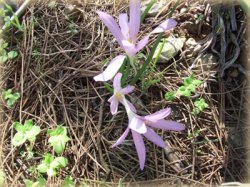 ���� ����, �����������, 38 ��� - ��������� 16 ������� 2011