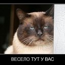 ���� ������, �����, 62 ���� - ��������� 1 ������ 2012 � ������ ���� ����������