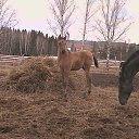 �������� ��������... �� ������� ���� ����������