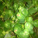 ���� Rina, �������, 39 ��� - ��������� 26 ������ 2010 � ������ ��������