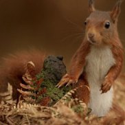 �����, 39 ���, ��������