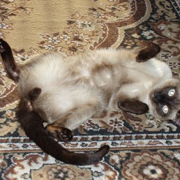 ���� �������, ������ ���, 42 ���� - ��������� 16 ������� 2010