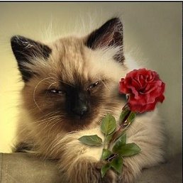 ������� �����, ��������, 56 ���