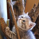 ���� ��������, ������, 22 ���� - ��������� 17 ����� 2013