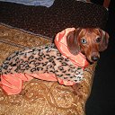 ���� Zzz����, ������ - ��������� 5 ��� 2013 � ������ ���� ����������