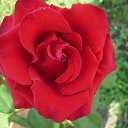 ���� ���������, ������, 52 ���� - ��������� 24 �������� 2012 � ������ �������� ����������