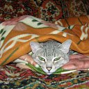 ���� *����***, ����������� - ��������� 11 ��� 2011 � ������ �����˻