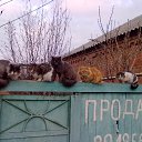 ���� ����, ������-��-����, 85 ��� - ��������� 29 ������� 2011 � ������ ���� ����������