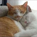 It not love ? )) �� ������� �MIAUUUUU�