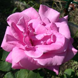 ���� ����! ���, ������������, 53 ���� - ��������� 1 ������ 2012