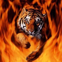 ��������, ������, 66 ���