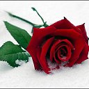 Gul �� ������� ���� �� �������