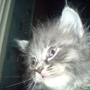 ���� ������, �����������, 36 ��� - ��������� 4 ������ 2010 � ������ ��������� ��� � ���� ������