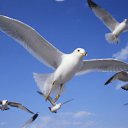 ���� ����, ����������� - ��������� 3 ������ 2012 � ������ �������