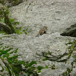 �������, ������