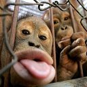 ���� Beso, �������, 50 ��� - ��������� 11 ������� 2012