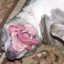 ���� ����, �����, 41 ��� - ��������� 25 ������ 2011 � ������ ���� ����������