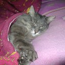  Old, Lazy Cat!,  -  11  2012    