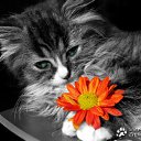  , , 48  -  25  2011   PetLove