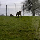 ���� ��op�, ����, 44 ���� - ��������� 25 ��� 2013 � ������ �Woburn Safari Park(Uk)�