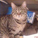 ���� ����� - ��������������� �� ������� ���� ����������������