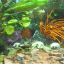 ���� ��� �������� �� ������� ��������